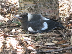 Australian Magpie photo 6