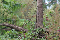 Zonotrichia leucophrys