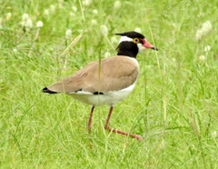Vanellus tectus