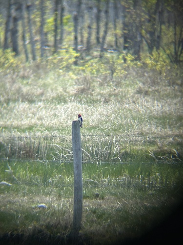Red-headed Woodpecker