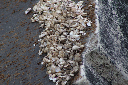 Dreissena bugensis