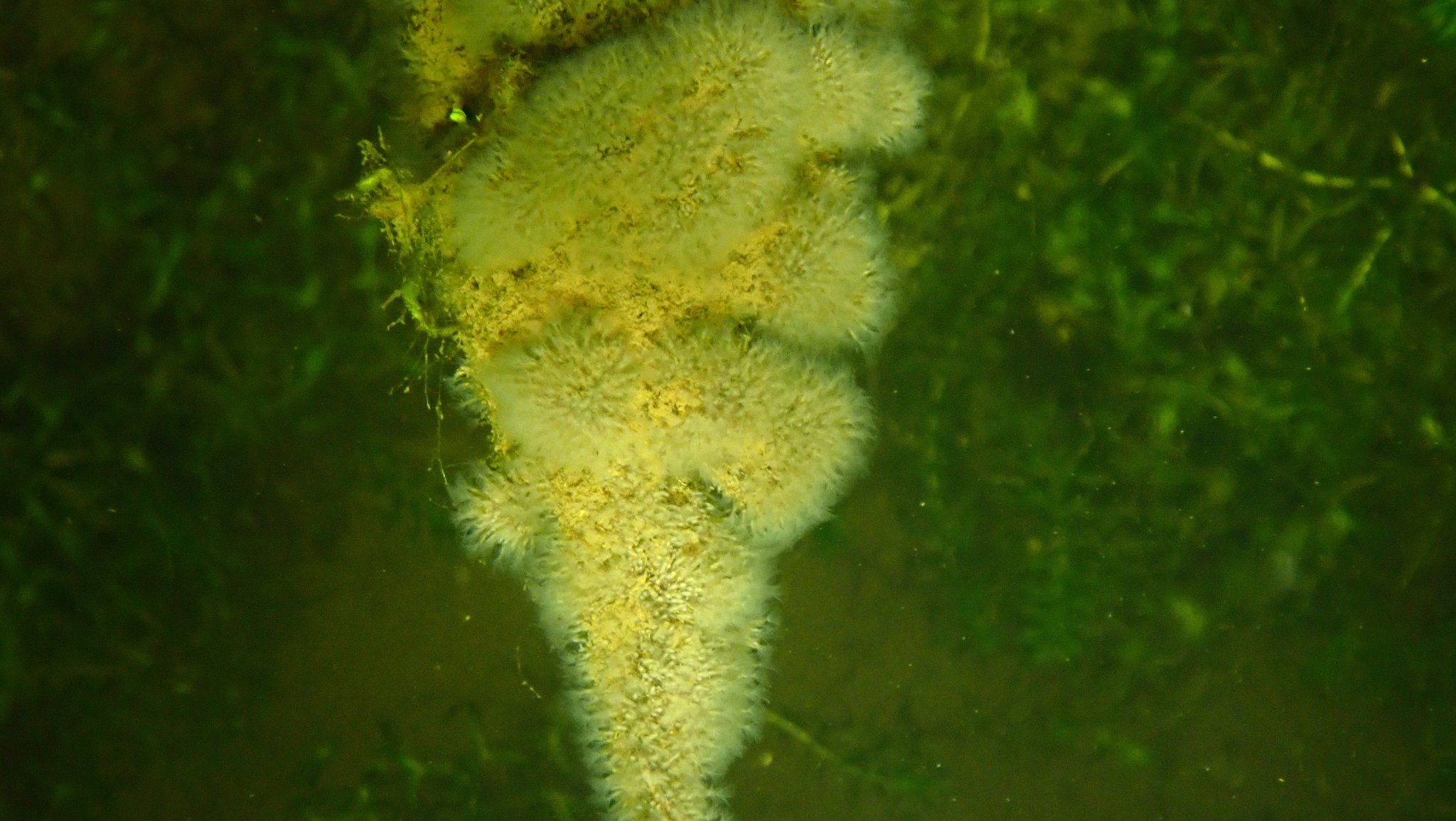Plumatella fungosa (Pallas, 1768)