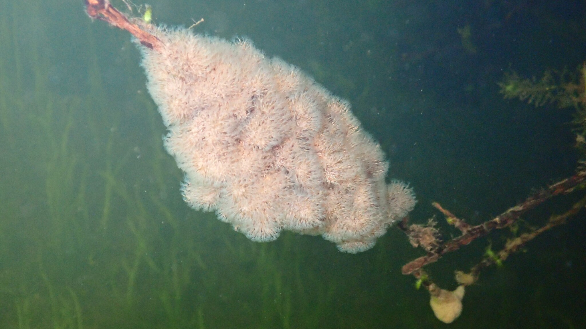 Plumatella fungosa (Pallas, 1768)