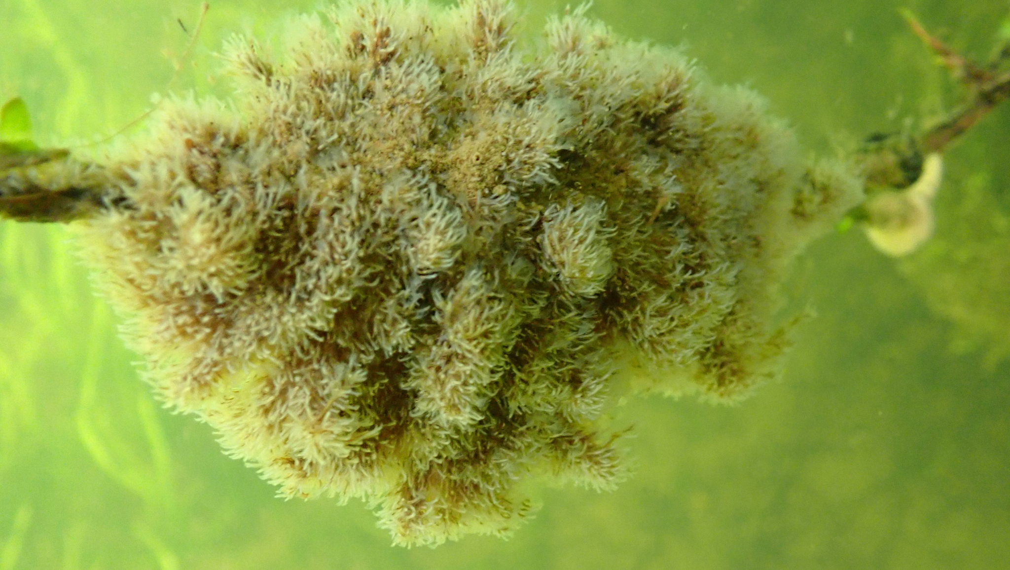 Plumatella fungosa (Pallas, 1768)