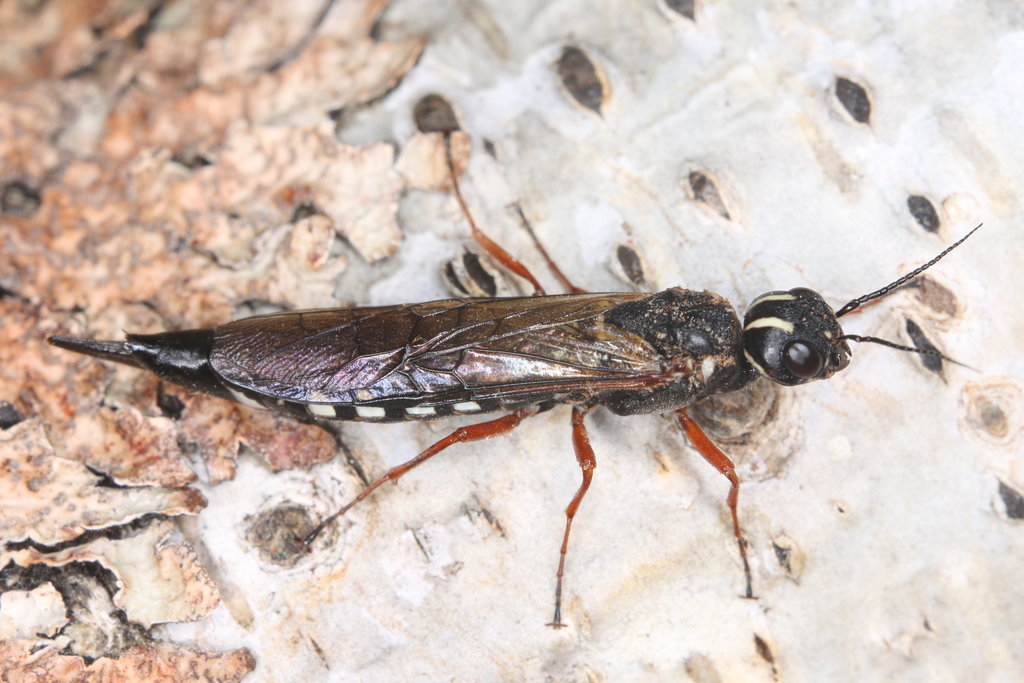 Xiphydria picta