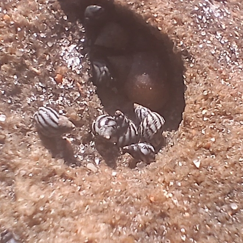 Echinolittorina lineolata