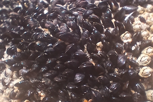 Mytilaster solisianus
