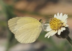 Eurema hecabe solifera