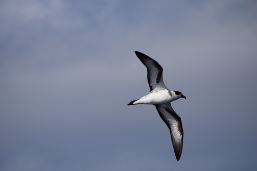 Petrel antillano (Pterodroma hasitata)