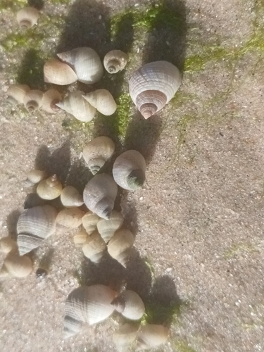 Littoraria flava