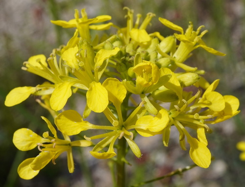 Erucastrum nasturtiifolium, photograph 3