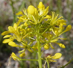 Erucastrum nasturtiifolium, photograph (c) Patrick Hacker, some rights reserved (CC BY)