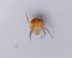 Araneus miniatus