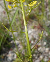 Erucastrum nasturtiifolium, photograph (c) Patrick Hacker, some rights reserved (CC BY)
