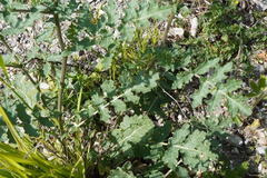 Erucastrum nasturtiifolium, photograph (c) Patrick Hacker, some rights reserved (CC BY)