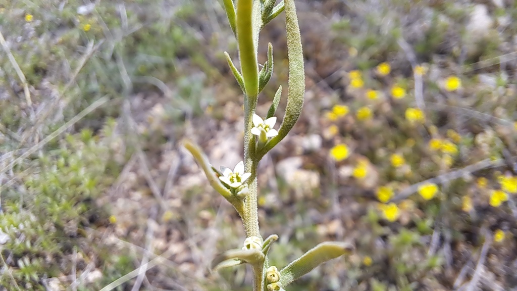Thesium macedonicum