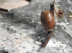 Macrochlamys nitidissima