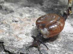 Macrochlamys nitidissima