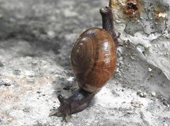 Macrochlamys nitidissima