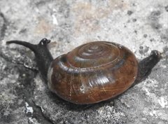 Macrochlamys nitidissima