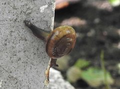 Macrochlamys nitidissima