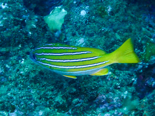 Blue and gold snapper (Lutjanus viridis) — Lutjanidae — 2