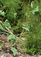 Atriplex micrantha