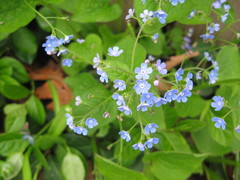 Brunnera macrophylla