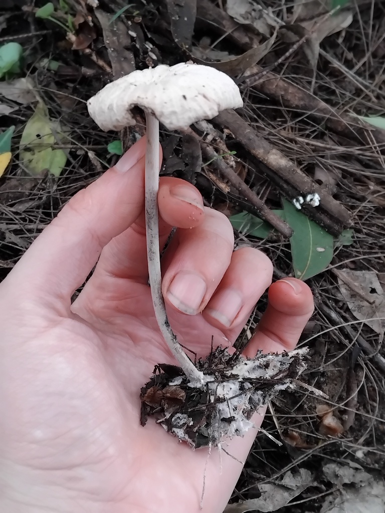 Collybia kurara · May 2025 · photo: © sofiazed1 (iNaturalist, cc-by)