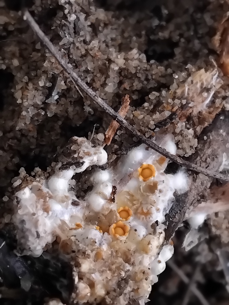 Sphaerobolus stellatus · May 2025 · photo: © sofiazed1 (iNaturalist, cc-by)