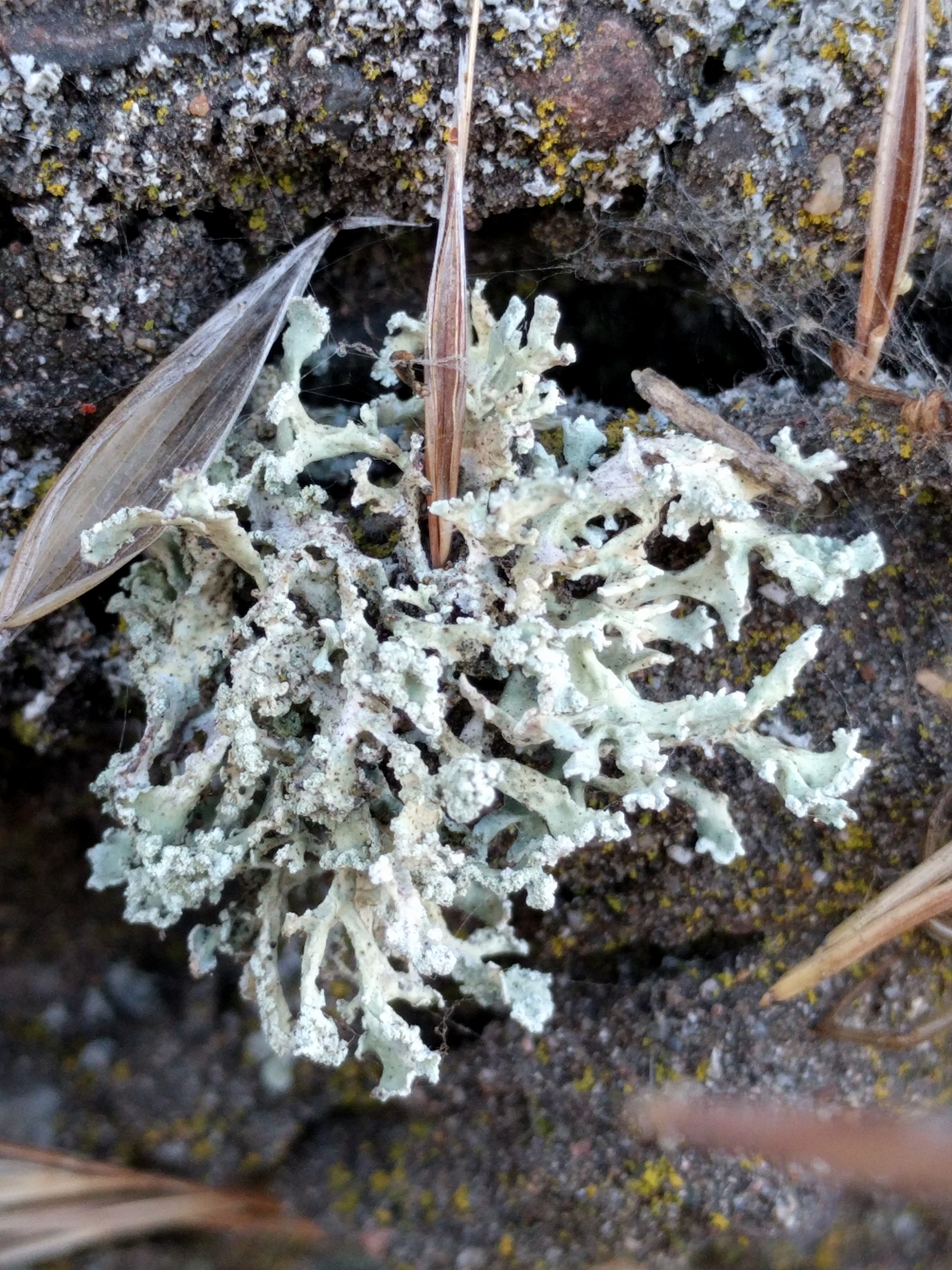 Ramalina pollinaria image