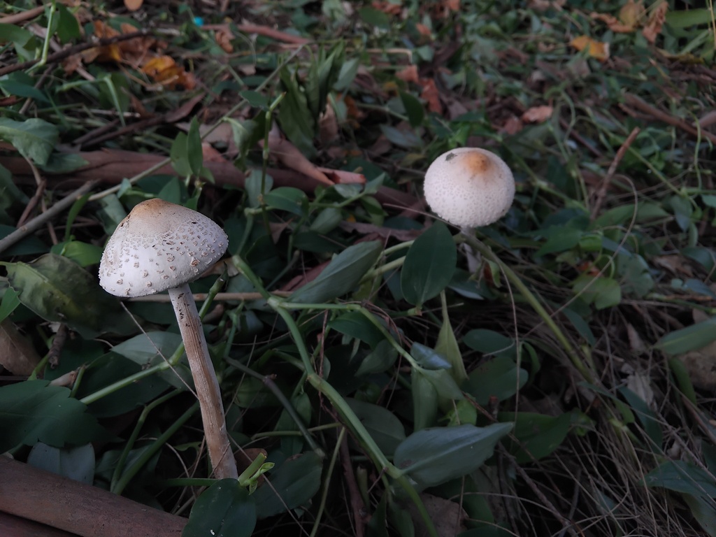 Macrolepiota dolichaula · May 2025 · photo: © sofiazed1 (iNaturalist, cc-by)