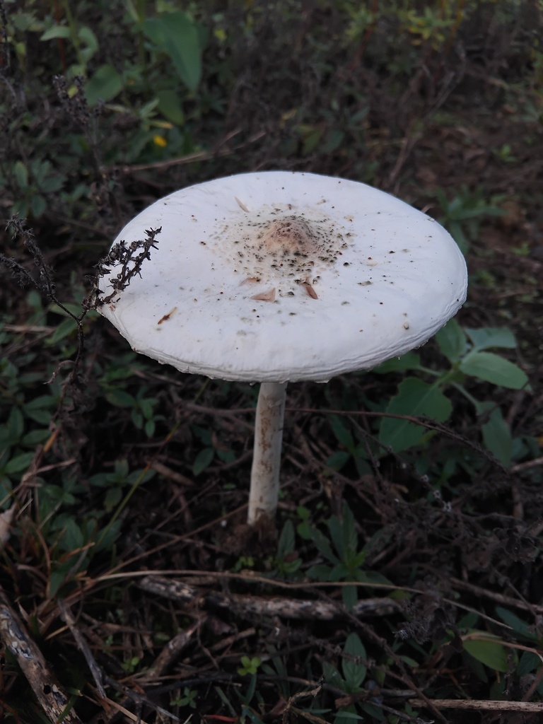 Macrolepiota dolichaula · May 2025 · photo: © sofiazed1 (iNaturalist, cc-by)