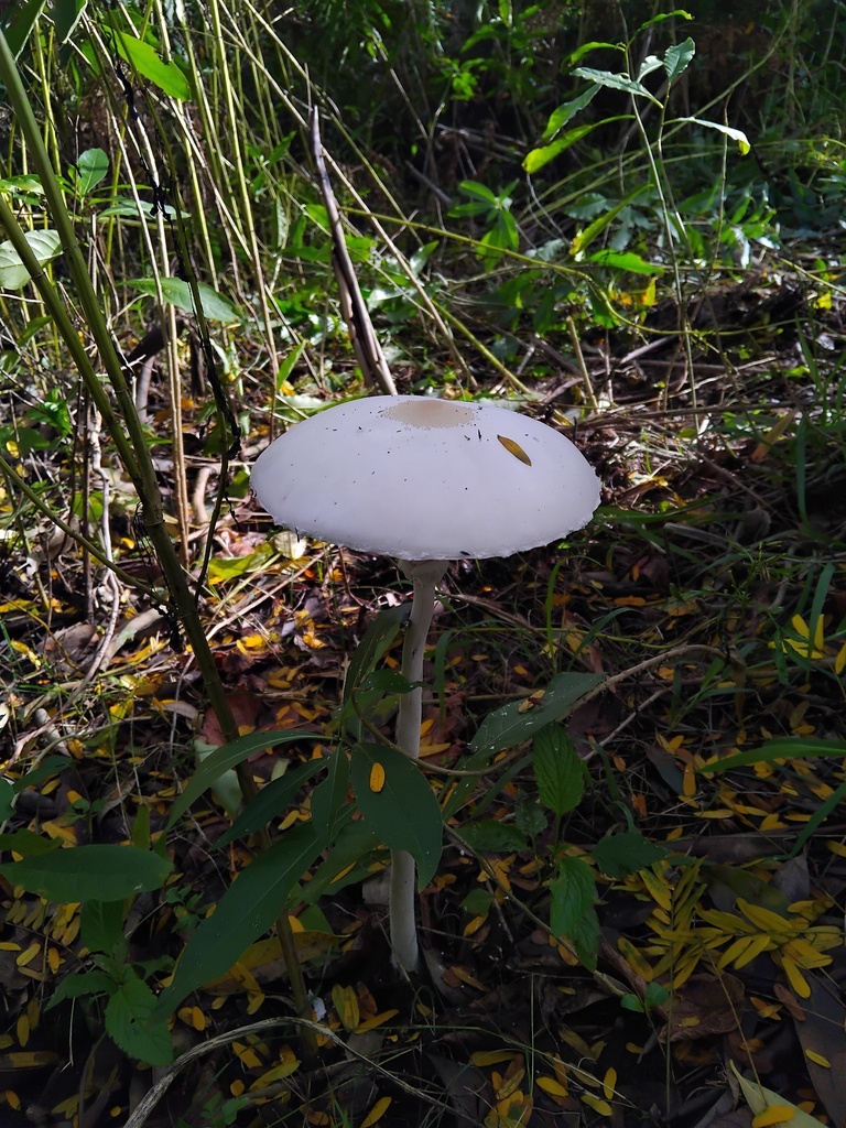 Macrolepiota dolichaula · May 2025 · photo: © sofiazed1 (iNaturalist, cc-by)