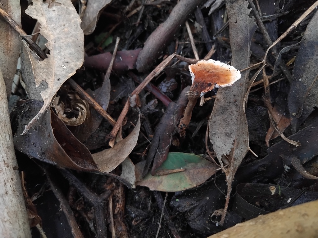 Sanguinoderma rude