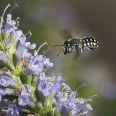 Anthidium