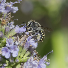 Anthidium