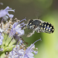 Anthidium