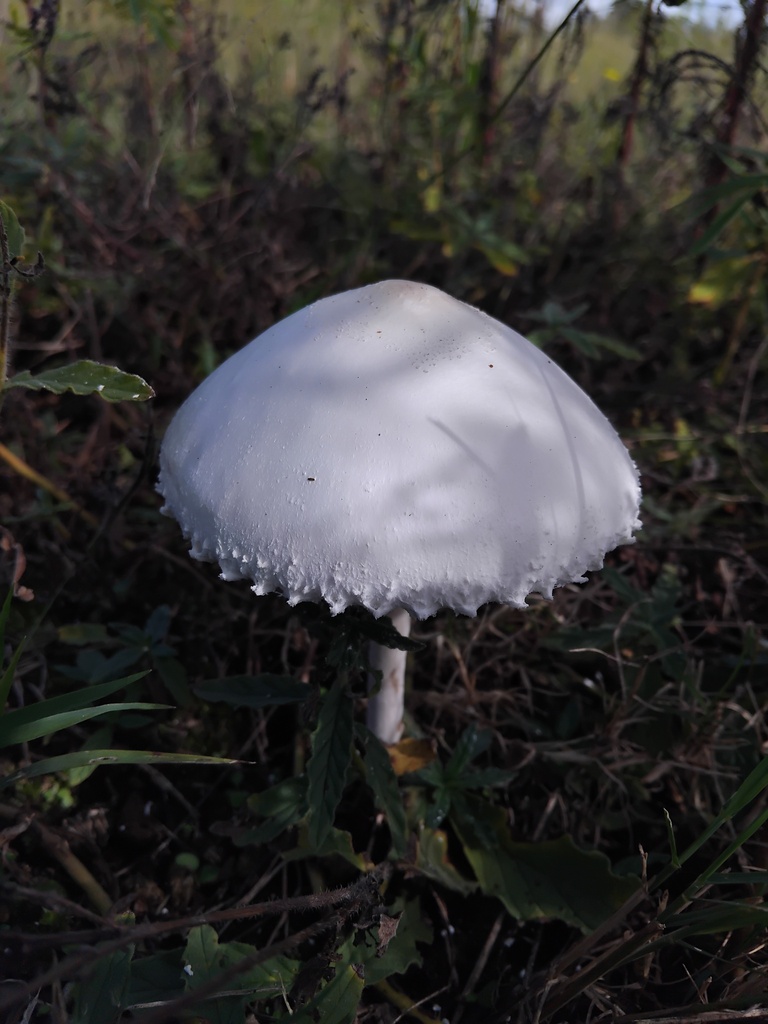 Macrolepiota dolichaula · May 2025 · photo: © sofiazed1 (iNaturalist, cc-by)