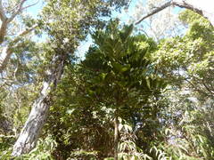 Polyscias kavaiensis