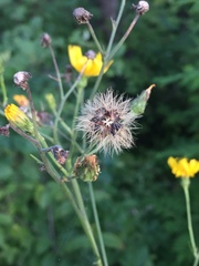 Hieracium tridentatum