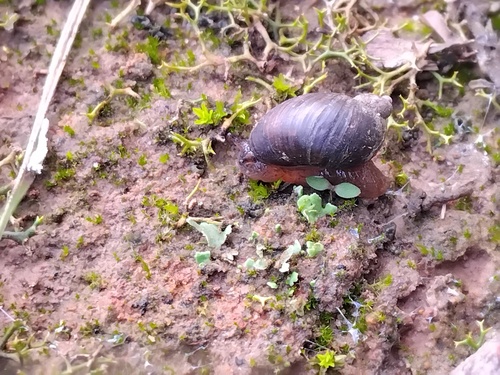 Succinea macgillivrayi, 2025-05-20