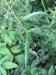 Hieracium tridentatum