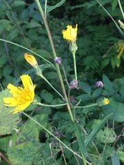 Hieracium tridentatum