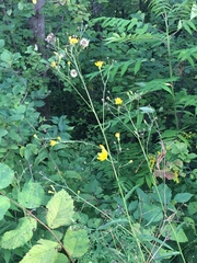 Hieracium tridentatum
