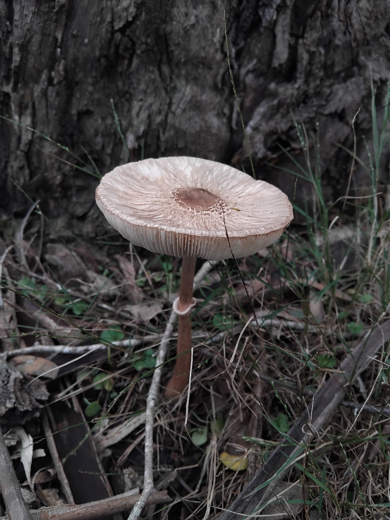 Macrolepiota clelandii · May 2025 · photo: © sofiazed1 (iNaturalist, cc-by)