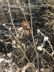 Apodemia mormo tuolumnensis