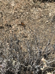 Apodemia mormo tuolumnensis