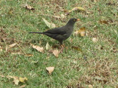 Turdus fuscater