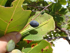 Terminalia muelleri